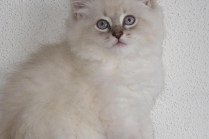 Come sono i gatti siberiani??