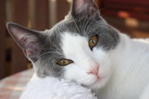 Quali sono i vantaggi di sterilizzare il mio gatto??