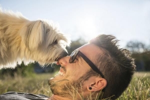Quali sono le migliori razze di cani temperati?
