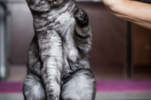 Quali sono i migliori giocattoli per gatti??