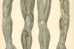 Quali sono le estremità del corpo?