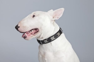 Quali sono le diverse razze di terrier?