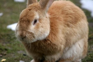 Quali sono le malattie più comuni nei conigli da compagnia