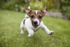 Quali sono i sintomi dell'ansia nei cani?
