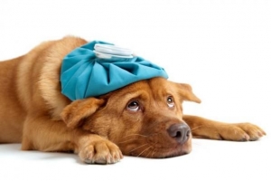 Quali sono i sintomi della polmonite nei cani?