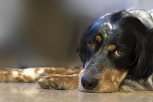 Cosa può mangiare un cane con la gastrite?