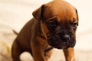 Cosa può mangiare un cane con parvovirus?