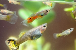Cosa puoi fare con una laurea in biologia marina