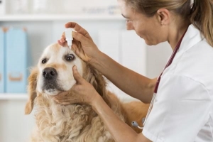 Cosa causa un porcile nell'occhio di un cane