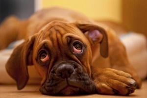 Quali sono le cause degli occhi rossi nei cani?