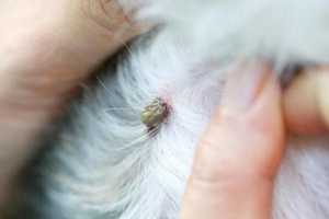 Quali malattie trasmettono le zecche ai cani?