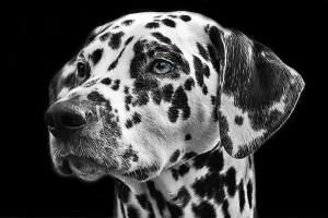 Cosa vedono i cani??