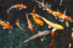 Cosa significa sognare un pesce??