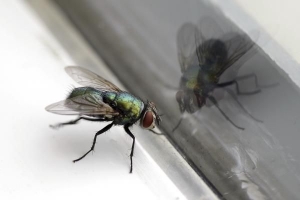 Cosa significa sognare le mosche??