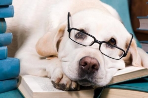 Quali razze di cani sono le più intelligenti??