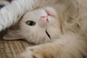 Quali alimenti fanno male ai gatti?