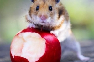 Che frutta può mangiare un criceto?