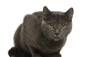 Che cos'è un gatto certosino: tutto ciò che devi sapere
