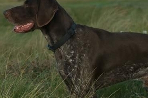 Com'è il temperamento di un pointer tedesco a pelo corto?