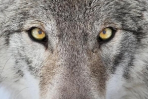 Qual è il mio spirito animale totem?? Scoprire!