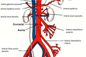 Qual è la differenza tra arterie e vene?