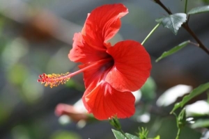 Qual è la funzione principale dei fiori?