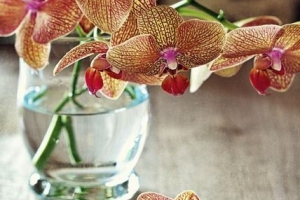 Qual è il significato del fiore dell'orchidea in base al colore?