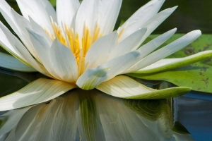 Qual è il significato simbolico di un fiore di loto?