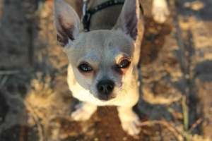 Cosa dovrebbe mangiare un cane chihuahua?