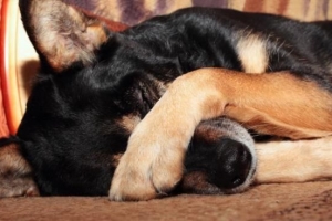 Cosa devo fare se il mio cane ha paura delle persone?