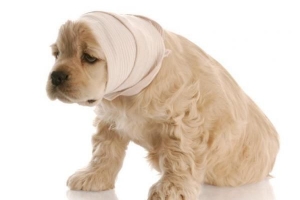 Cosa fare se trovo un cane ferito