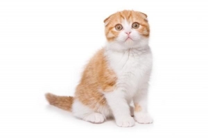 Cosa fare se il mio gatto si perde?