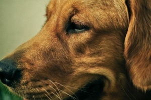 Cosa fare se il mio cane non vuole mangiare