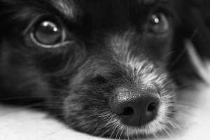 Cosa fare se il mio cane ha bevuto candeggina?