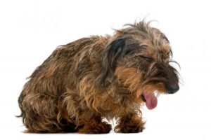 Cosa fare se il mio cane sta soffocando