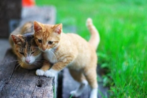 Cosa fare se trovi un gatto randagio