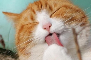 Cosa fare se il tuo gatto ha i vermi