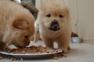 Cosa fare se il cane non mastica il cibo?