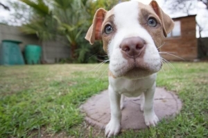 Cosa fare se il tuo cane viene punto da un'ape