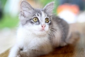 Cosa dare da mangiare a un gatto con diarrea
