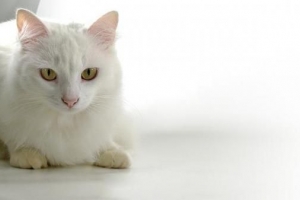 Cosa dare da mangiare a un gatto con il diabete