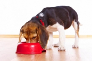 Cosa dare da mangiare a un cane dopo essere stato sterilizzato?