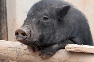 Cosa dare da mangiare a un maiale panciuto?
