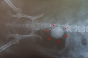 Cosa dare da mangiare al tuo cane con i calcoli alla vescica?