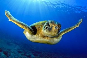 Quali sono le carriere in zoologia??