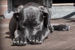 Quando un cucciolo è considerato un cane?