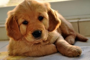 Quando dovresti vaccinare il tuo cane?
