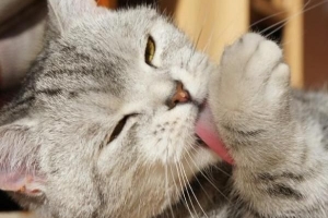 Dove sudano i gatti??