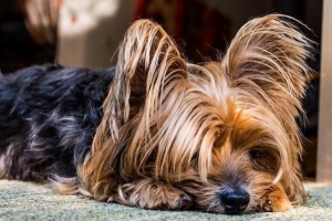 Quali cani perdono meno pelo?