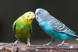 Quali pappagalli sono i migliori animali domestici?